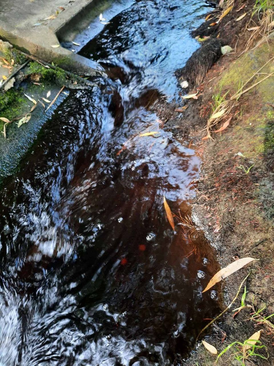 Тяжелые металлы и химия: в Хмельницком свалка сильно загрязняет воду в озере (фото)
